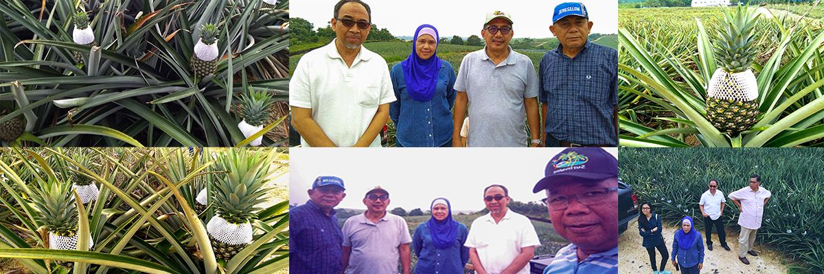 Lawatan ALK Ke Ladang Nenas Lancang, Pahang